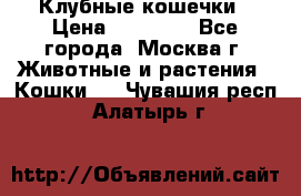 Клубные кошечки › Цена ­ 10 000 - Все города, Москва г. Животные и растения » Кошки   . Чувашия респ.,Алатырь г.